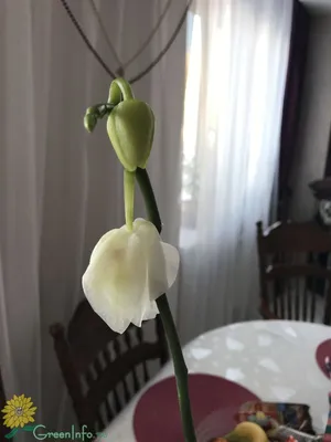 Что делать, если орхидея замерзла? Как спасти замерзшее растение, как  оживить и как реанимировать цветок, примерзший на окне, как перевести и как  укутать при транспортировке зимой, фото и видео от специалистов