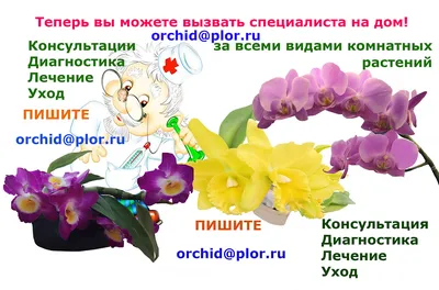 Реанимация моноподиальных (розеточных) орхидей - Страница 80 - Форум  цветоводов Фрау Флора