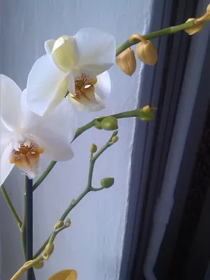 Орхидеи у меня дома: 2013