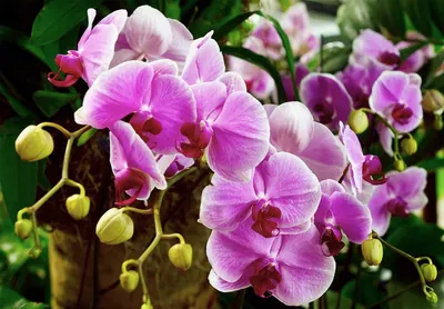 GRINOTEKA Орхидея Фаленопсис не цветущая микс живое растение