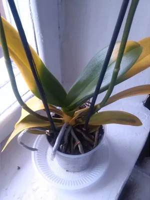 Реанимация орхидеи - посадка, уход, фото, как вырастить | Блог Флориум
