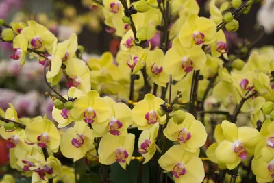 Отзыв о Питательный грунт для орхидей \"Царица Цветов\" | не верь красивой  упаковке или... скупой платит дважды:(