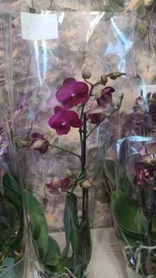 Домашнее цветение орхидея Sogo Super #phal #цветениеорхидей  #orchidsogosuper #орхомания - YouTube