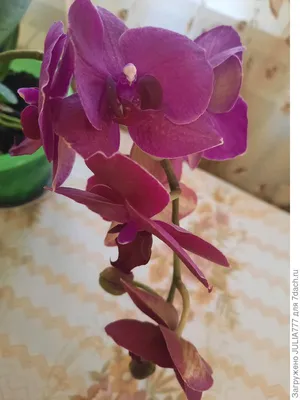Как спасти погибающую орхидею в домашних условиях
