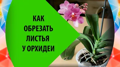 https://tver.leroymerlin.ru/product/orhideya-falenopsis-promo-12-h40-55-sm-13533092/