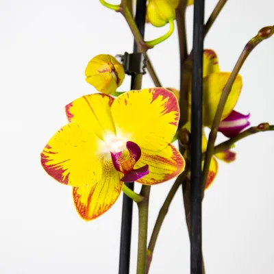 Орхидея попугай фото фото