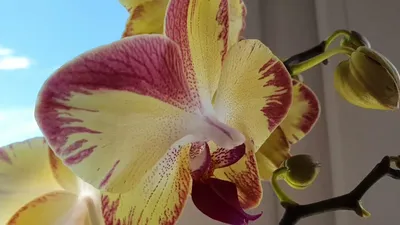 Орхидея попугай (Breezes, Elegant Charm Age, Bee Sting, Francis Picotee).  Домашнее цветение. | В творческом поиске... | Дзен