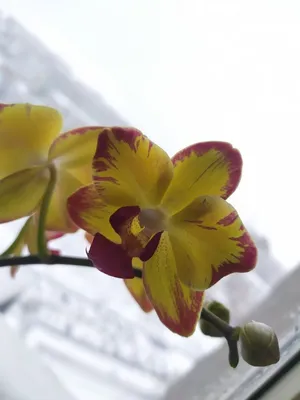 Орхидея Фаленопсис Попугай Phalaenopsis \"Papagayo\" | Татьяна Степанова |  Дзен