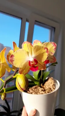 Орхидея Фаленопсис Попугай Phalaenopsis \"Papagayo\" | Татьяна Степанова |  Дзен