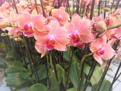 Фаленопсис Попугай (Phalaenopsis Papagayo) — купить в интернет-магазине  Ангелок