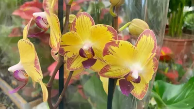 Попугай. 2 ветки. Кустик надежные. Цена - 275 грн. #орхидея #орхидеякиев  #орхидеякупить ⠀ #орхидея ⠀⠀ #орхидеи ⠀⠀ #фаленопсис… | Instagram