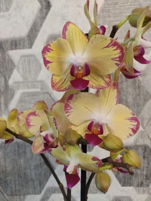 Орхидея-Плюс - Сортовая Орхидея Фаленопсис Попугай 245грн.... | Facebook