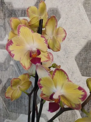 Орхидея . Попугай-Мария Тереза, цена 30 р. купить в Гомеле на Куфаре -  Объявление №212705222