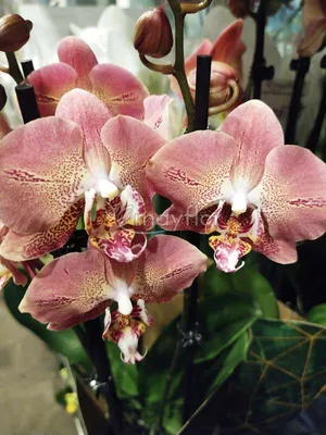 Орхидея Попугай: подробное описание и фото цветка, отличие от других видов,  а также правила посадки и рекомендации по уходу в домашних условиях
