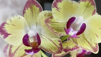 Орхидея фаленопсис Попугай в Lechuza Quadro LS 21 купить