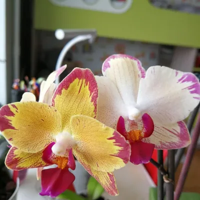 Орхидеи купить в Москве