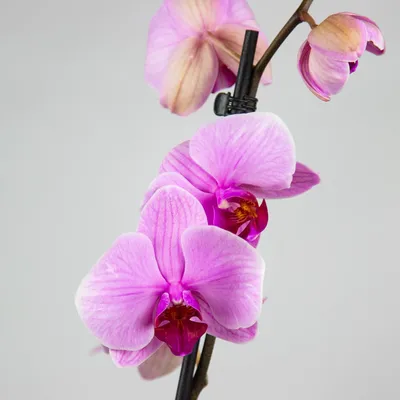 Купить картину с орхидеями и попугаем в СПб