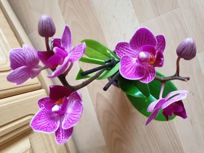 Орхидея фаленопсис \"попугай\" – купить в Хабаровске, цена 350 руб., продано  15 января 2018 – Растения и семена