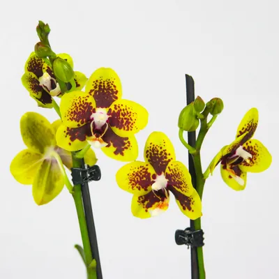 Фаленопсис Попугай (Phalaenopsis Papagayo) — купить в интернет-магазине  Ангелок