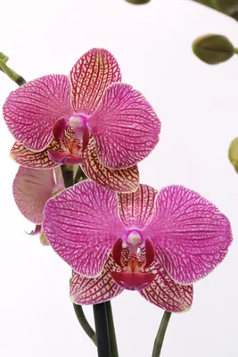 Купить Сиреневая орхидея Сакраменто | UFL