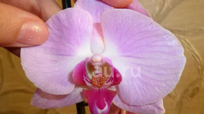 Сакраменто . Крупный и нежный гигант 320грн #орхидея #орхидеякиев  #орхидеякупить ⠀ #орхидея ⠀⠀ #орхидеи ⠀⠀ #фаленопсис ⠀⠀ #phalenopsis… |  Instagram