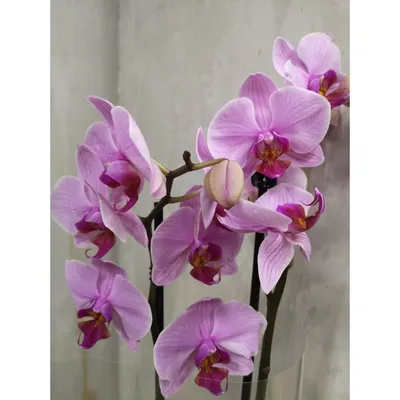 орхидея фаленопсис Е7 (Phalaenopsis Sacramento) — купить в Красноярске.  Горшечные растения и комнатные цветы на интернет-аукционе Au.ru