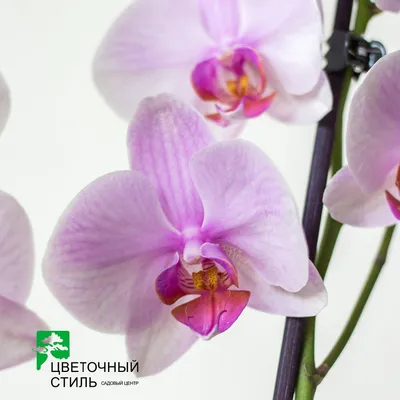Купить Орхидея розовая поштучно Сакраменто | UFL