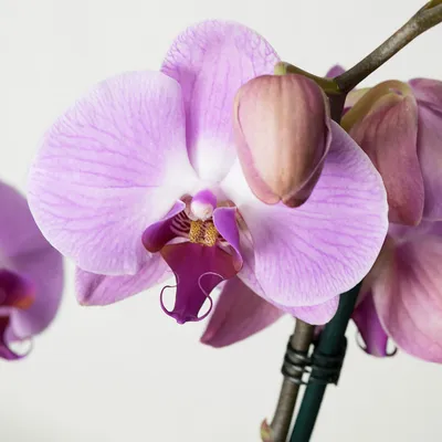 Виниловая наклейка на стол Орхидея Сакраменто (интерьерная ПВХ пленка для  мебели) розовые цветы капли роса (ID#1242731471), цена: 300 ₴, купить на  Prom.ua