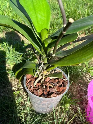 орхидея Mountion - купить с доставкой онлайн | VIAFLOR