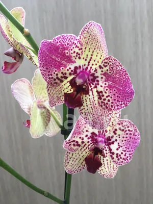 https://binomen.ru/photo/14844-primavera-orhideja.html