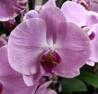 Орхидея купить в Киеве. Фаленопсис Сакраменто нежно-розового цвета в  интернет-магазине