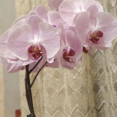 Орхидея-фаленопсис сорт Cleopatra — купить в Красноярске. Горшечные  растения и комнатные цветы на интернет-аукционе Au.ru