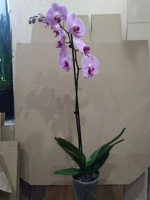 ᐉ Схема вышивки бисером Орхидея сакраменто.Триптих (632130733)