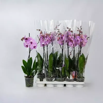 Pin by Rebecca Simon on beautiful orchids | Beautiful orchids, Orchids,  Plants