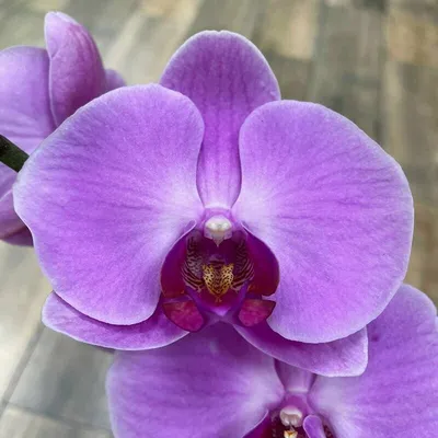 Орхидея Phalaenopsis Sacramento