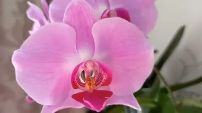 Орхидея фаленопсис Сакраменто – купить в Москве, цена 1 100 руб., продано  26 июля 2021 – Растения и семена