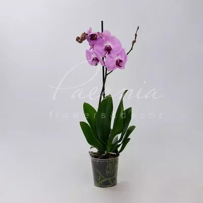 Купить Фаленопсис (орхидея) 12*60 1 ствол Sacramento (Piet Vijverberg)  оптом | Paeonia