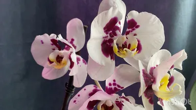 Простая розовая орхидея с чудесным ароматом/Сакраменто/Simple pink orchid  with a wonderful fragrance - YouTube