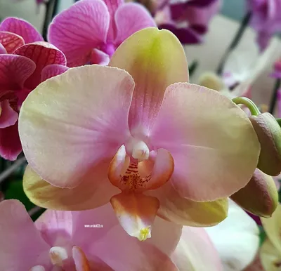орхидея Passion rex - купить с доставкой онлайн | VIAFLOR