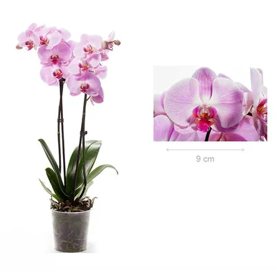 Phal. Sacramento | Orchids, Phalaenopsis, Garden inspiration