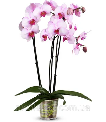 Орхидея Фаленопсис антура Сакраменто -- Phalaenopsis anthura Sacramento в  Одессе (Орхидеи) - Садовый центр GREENS на Bizorg.su