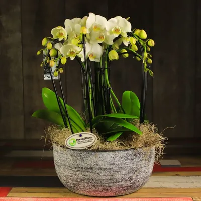Орхидея сакраменто фото фото
