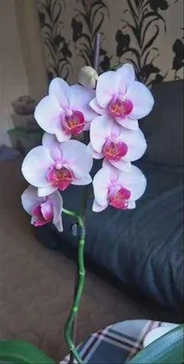 Виниловая наклейка фартук-скинали на кухню Орхидея Сакраменто 600х2500 мм  розовый - Купить кухонные фартуки винил дешево, цена, отзывы, фото
