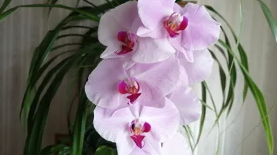 Купить Фаленопсис Сирена | Фаленопсисы | Орхидейные | Горшечные цветы и  растения | Интернет-магазин орхидей и декоративных цветов в Москве. У нас  вы можете купить орхидеи с доставкой.