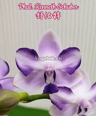 Фаленопсис Шуберт (Phalaenopsis Kenneth Schubert) Тайвань — купить в  интернет-магазине Ангелок