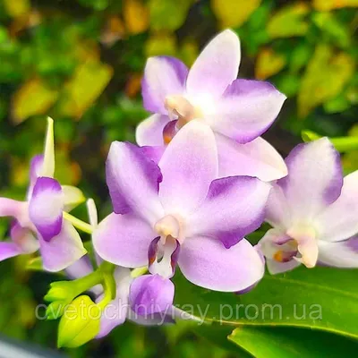 orchidsrostov - 🌺Phal . Kenneth Schubert Размер цветов 3.3... | Facebook