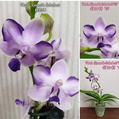 Orchid phalaenopsis Kenneth Schubert Орхидея фаленопсис Шуберт  #orchid_world #irchid #orchids_favourite #orchids #orchidee #orchidlover… |  Instagram