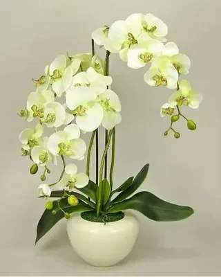 Орхидея шуберт - 70 фото