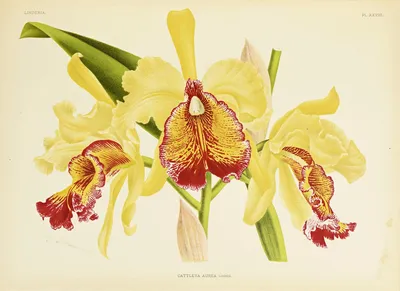 Орхидеи и комнатные растения on Instagram: \"💥 225 грн 💥 Орхидея  Фаленопсис Шуберт Phal. Kenneth Schubert размер 1.7 , размер цветка 4 см 💕  цветок голубого цвета , цветение гроздьями ( голубой