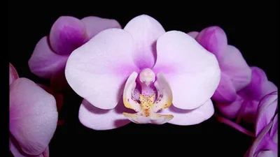 Орхидея шуберт - 70 фото